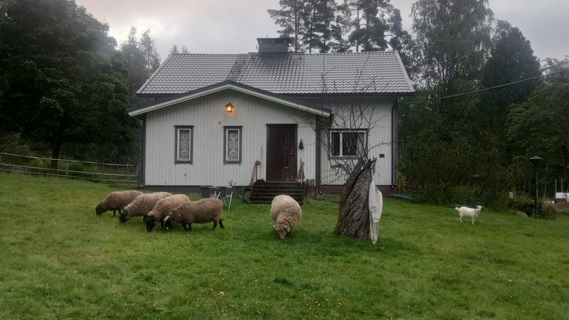 100% Finnish Kainuu Grey Wool &ndash; Undyed (100g)